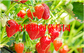 九龙坡区草莓采摘