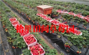 重庆春季农家乐草莓采摘