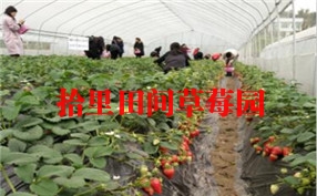 2021重庆周边摘草莓草莓采摘攻略