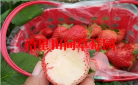 草莓基地奶油草莓采摘