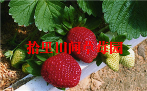 重庆春季黑美人草莓采摘