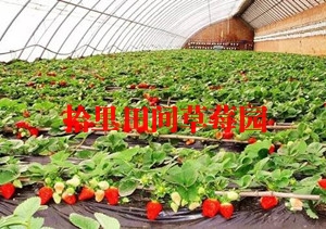 重庆近郊草莓采摘