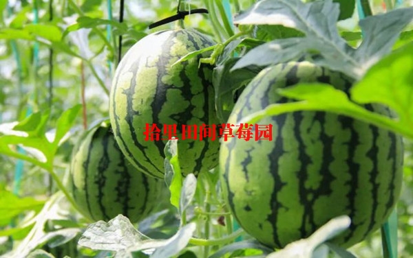 2021重庆周边摘草莓西瓜采摘