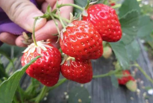 九龙坡区草莓采摘基地