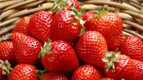 重庆沙坪坝区摘草莓
