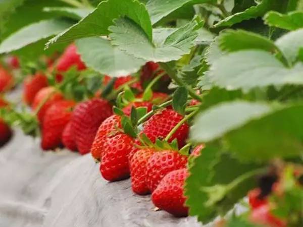 重庆摘草莓